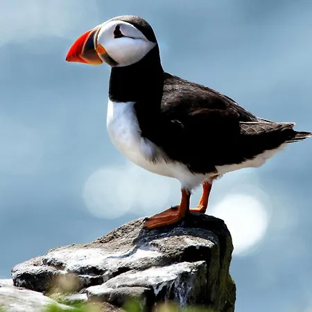 Marena Ξενοδοχείο Andenes