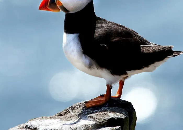 Marena Hotell Andenes